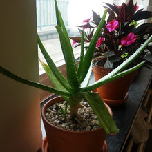 Aloe chinensis / barbadensis recovery