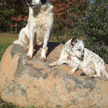 Pet friendly landscape