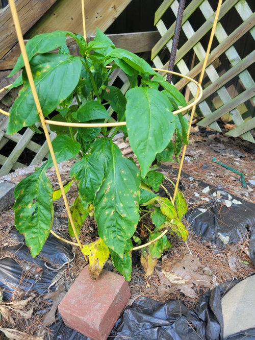 What is wrong with my pepper plants?