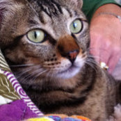 cat burtons foto