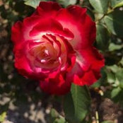 Ester Bailey's photo