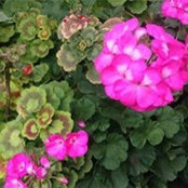 Zarina Ibrahim's photo