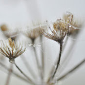 Sheri Young's photo