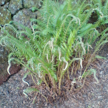 Household chore list--fern upkeep