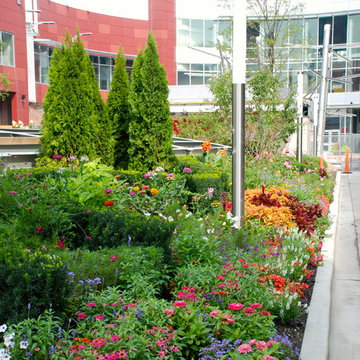 Annuals & Perennials
