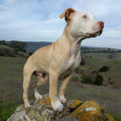 Yvonne Chohan's photo