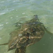 Gillian Maitland's photo