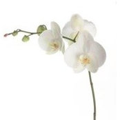 Cyndy Southerland's photo