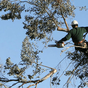 Tree Lopping