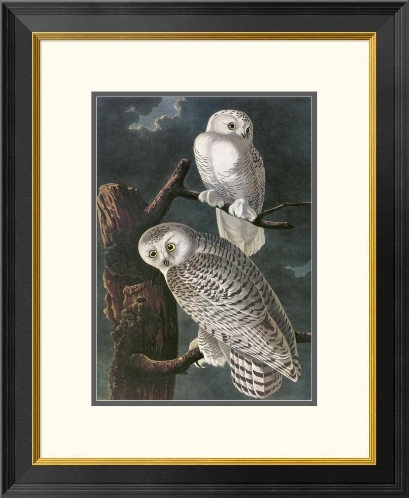 "Snowy Owl" Framed Digital Print by John James Audubon, 22"x26", 21.4 ...