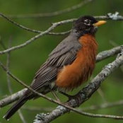 Foto von Priscilla Sartorius