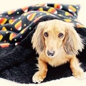 Photo de Weenie Pockets