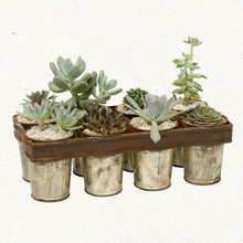 Houseplants