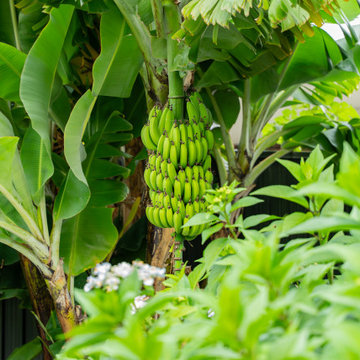 Banana Tree