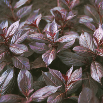 Midnight Wine® Weigela