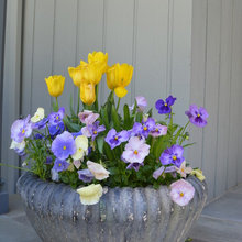 Container Gardens