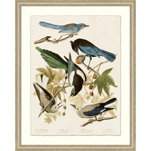 Daybreak. VP1072UK tableau vintage Bird Print 18 Tableau imprimé de merles bleus 16 x 20 in Coton 