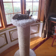 cat tree