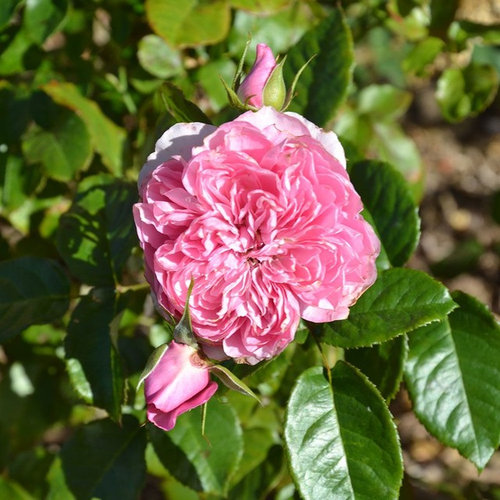 Chantal Merieux - a Gulliot Generosa rose bred by Massad