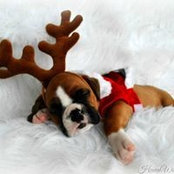 Manda HavenWoods Boxers's photo