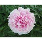 Johanna Steimer Matthews's photo