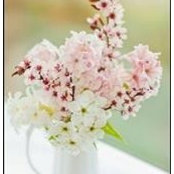 Melissa Alexander Waynick's photo