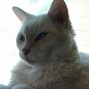 Tippin Hosts foto