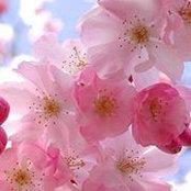 Tracie Chapman's photo