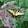 swallowtail33