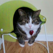 Donna Krauss's photo