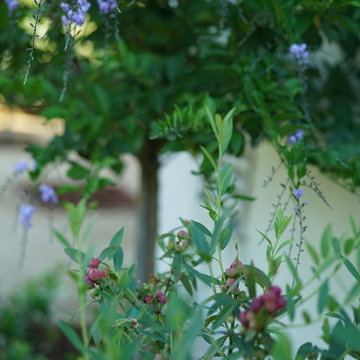 Blueberries
