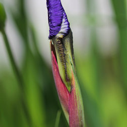 Freshly Wrapped - Prints And Posters