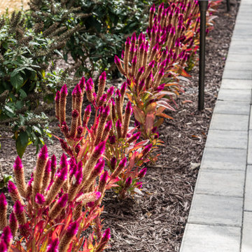 Vibrant Landscape Planting Along Pool Patio