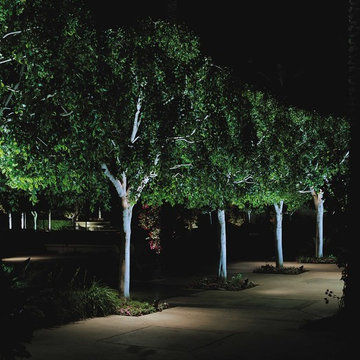Trees uplight
