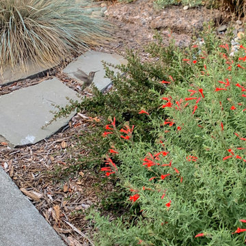 Pollinator Garden