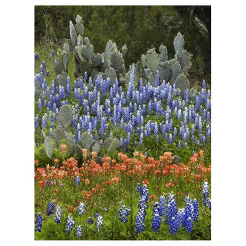 "Bluebonnet and Pricky Pear cactus, Texas" Print by Tim Fitzharris, 38"x50"