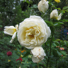 Moje róże – moja pasja » Blog Archive » Juliette Greco