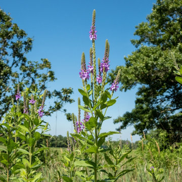 Blue Vervain Plant Garden