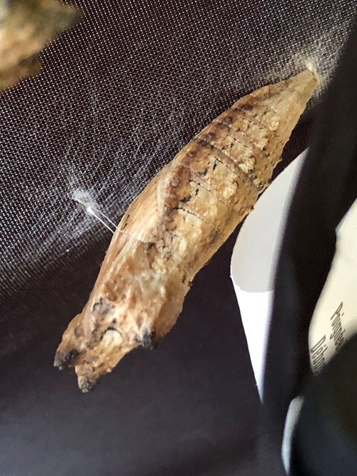 When do Black Swallowtails emerge?