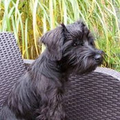Abi Williamsons billede