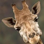Ray Beauchamp's photo