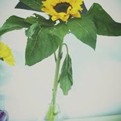 Anh Đỗ's photo
