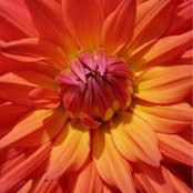 Veronica Venezia-DeMartini's photo