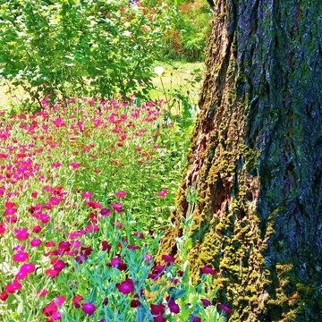 Landscape Makeovers West Coast