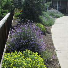 Front Yard Landscape