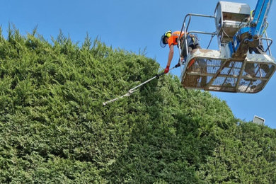 Large Conifer Hedge Care Trimming and Grounds Maintenance Works.