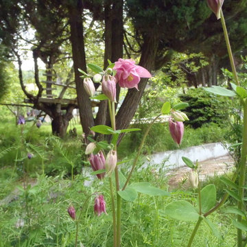 Blewett Acres Orchard & Edible Garden