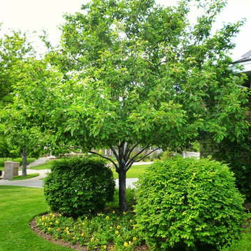Plant Materials