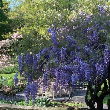 Ornamental Trees