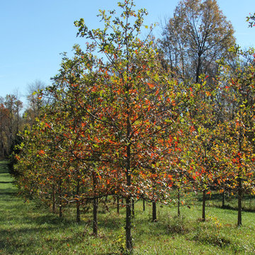 Mighty Oaks